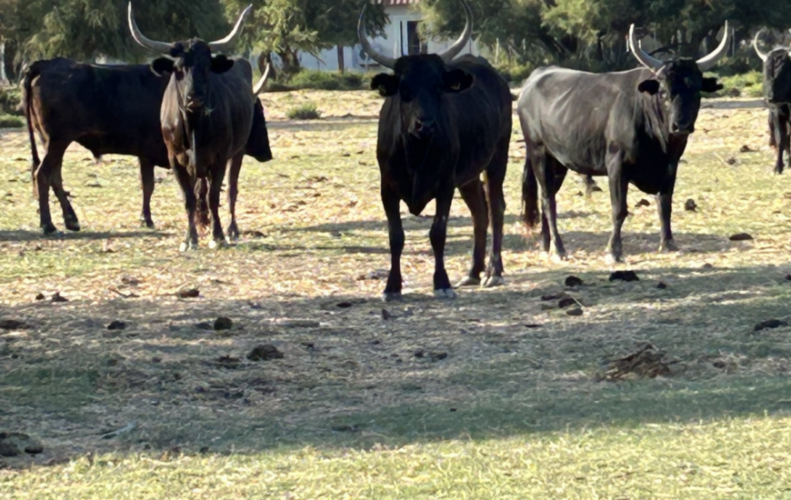 La visite de la manade Allard