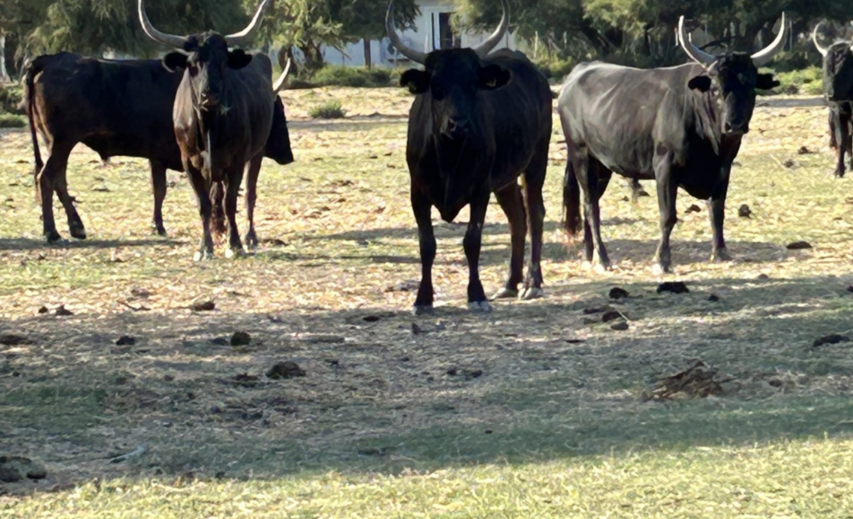 La visite de la manade Allard