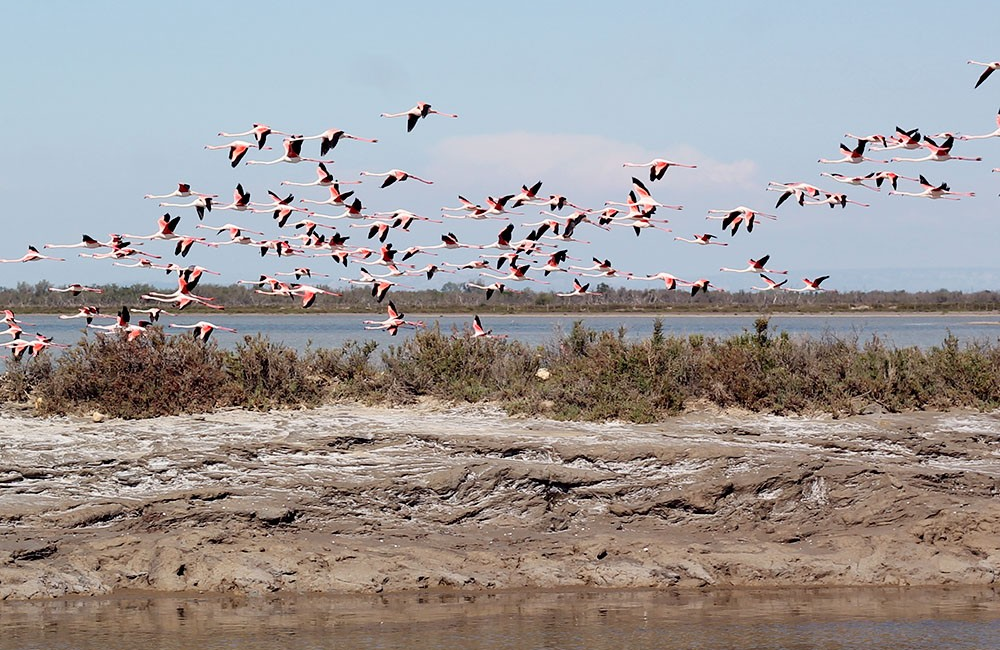 La visite “Les Joyaux de Camargue” à la manade Allard