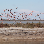 La visite “Les Joyaux de Camargue” à la manade Allard