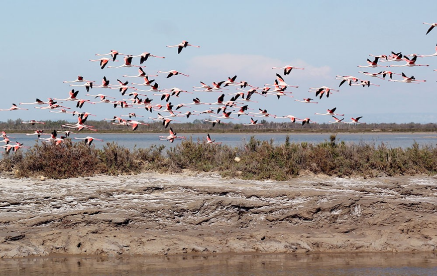 La visite “Les Joyaux de Camargue” à la manade Allard