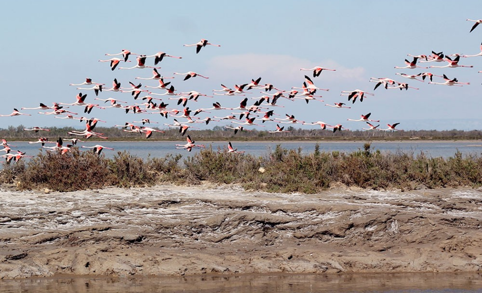 La visite “Les Joyaux de Camargue” à la manade Allard