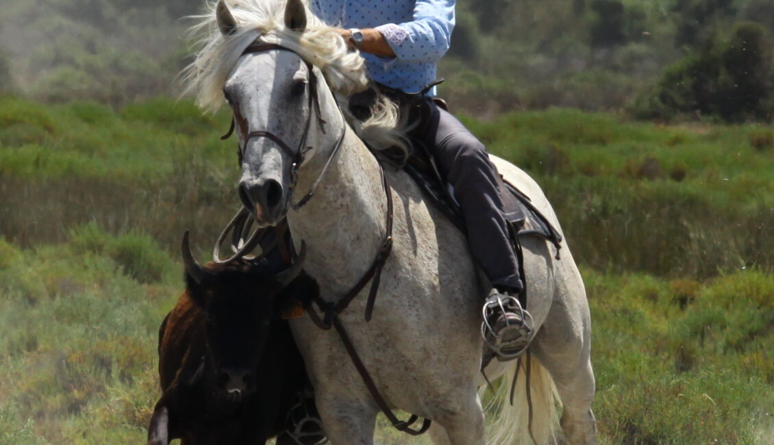 Balade en 4x4 à la manade Jacques Bon