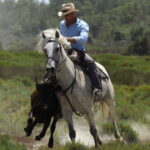 Balade en 4x4 à la manade Jacques Bon