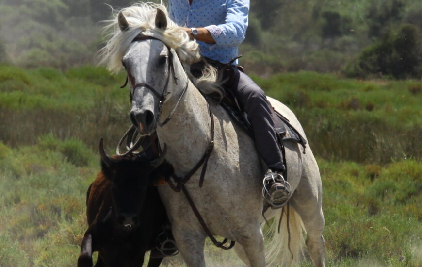 Balade en 4x4 Ă la manade Jacques Bon