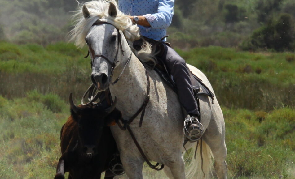 Balade en 4x4 à la manade Jacques Bon