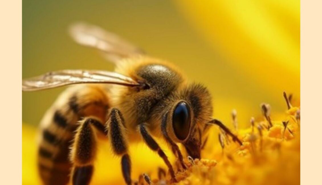 Exposition "Les Abeilles"