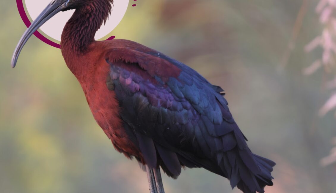 Vacances des Pâques au Parc Ornithologique de Pont de Gau