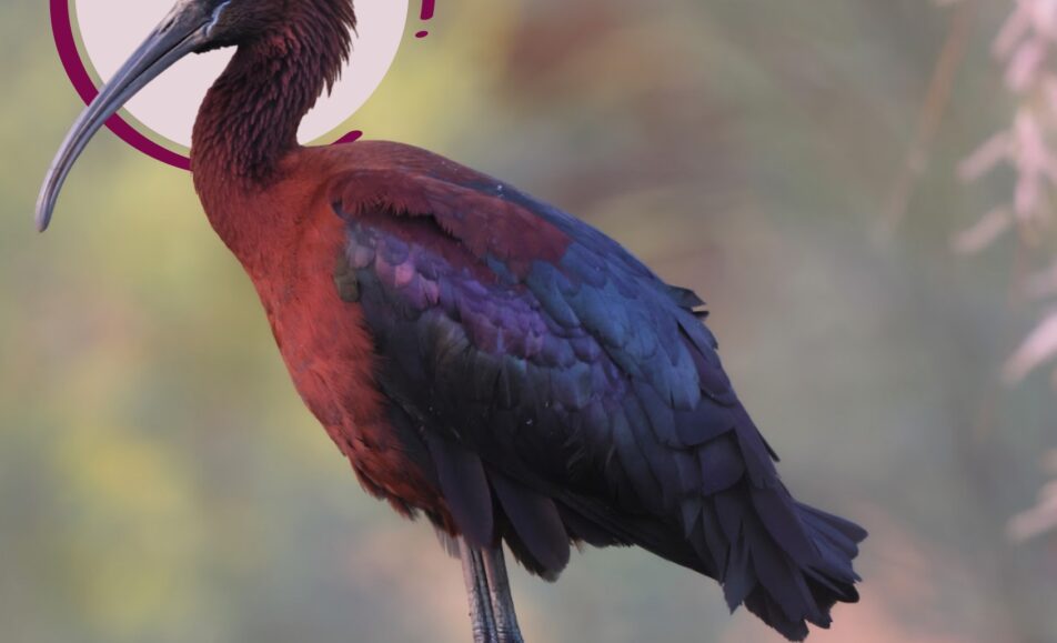 Vacances des Pâques au Parc Ornithologique de Pont de Gau