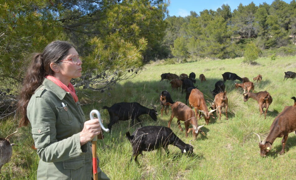 Rencontre avec la boucabelle : au rythme des troupeau