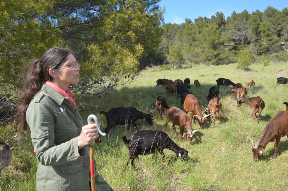 Rencontre avec la boucabelle : au rythme des troupeau