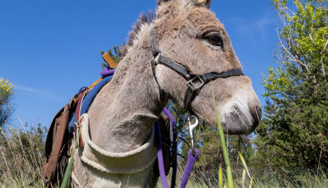 Balade avec les P'tits ânes : Sur le sentier des moulins