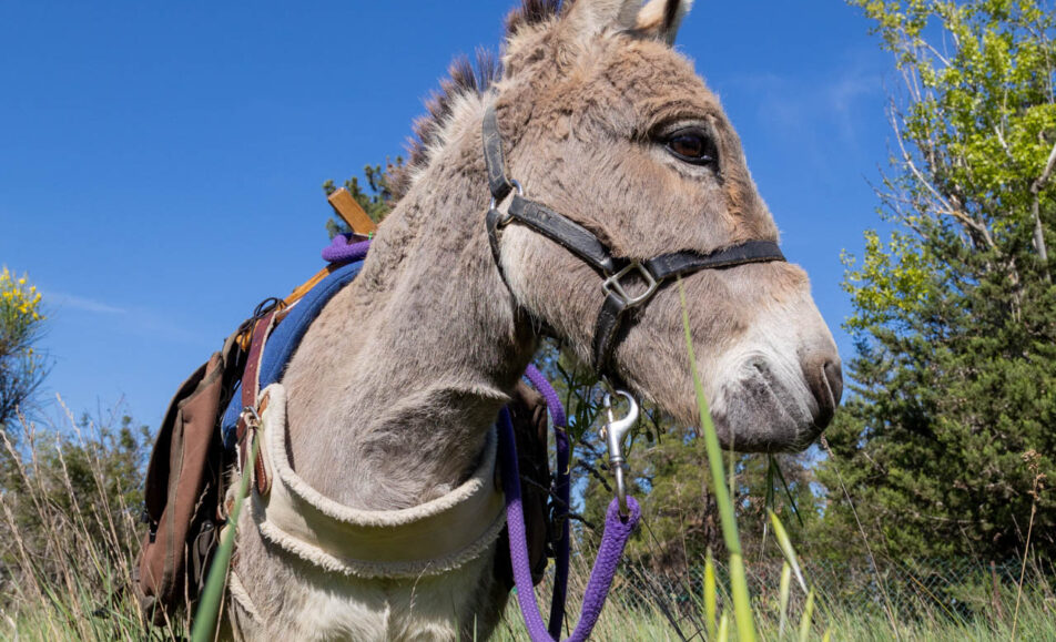 Balade avec les P'tits ânes : Sur le sentier des moulins