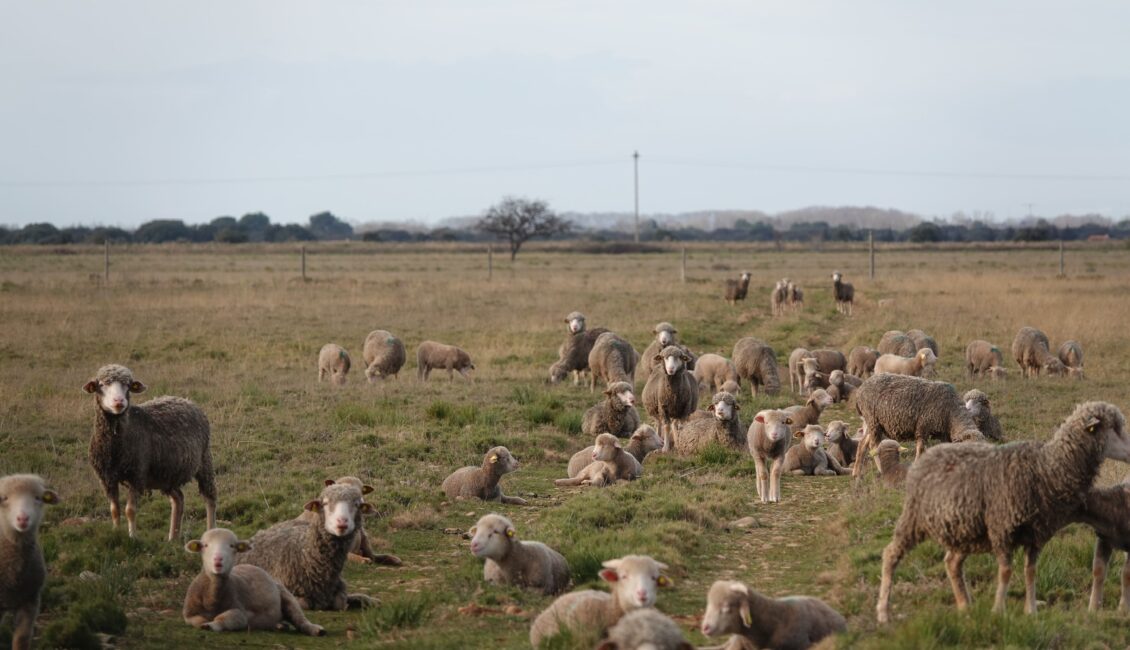 Le pastoralisme dans les Alpilles