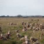 Le pastoralisme dans les Alpilles