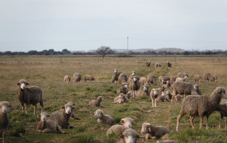 Le pastoralisme dans les Alpilles