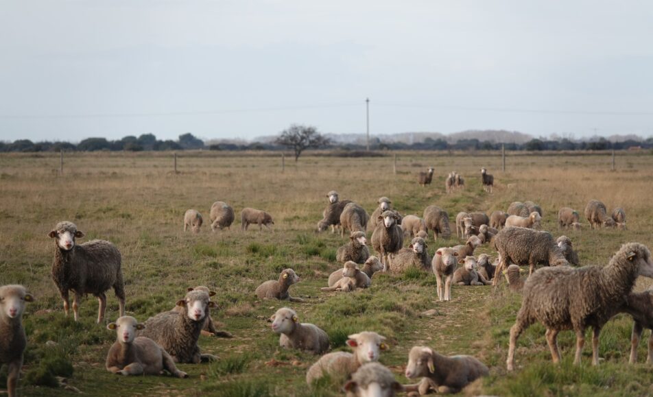Le pastoralisme dans les Alpilles