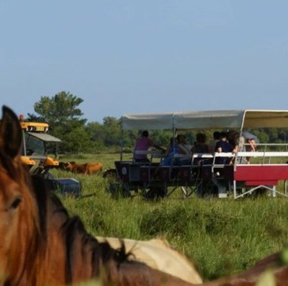 Visiter le Haras des Bruns au coeur d’une manade