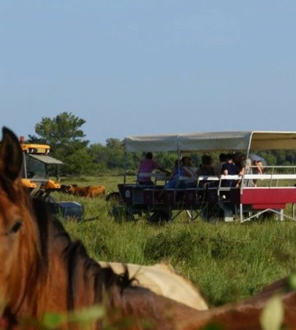 Visiter le Haras des Bruns au coeur d’une manade
