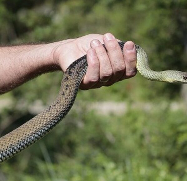 Sur la piste des serpents au Vigueirat