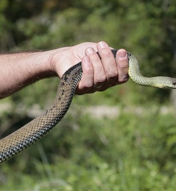 Sur la piste des serpents au Vigueirat