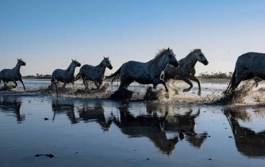 Séjour d'exception en Camargue