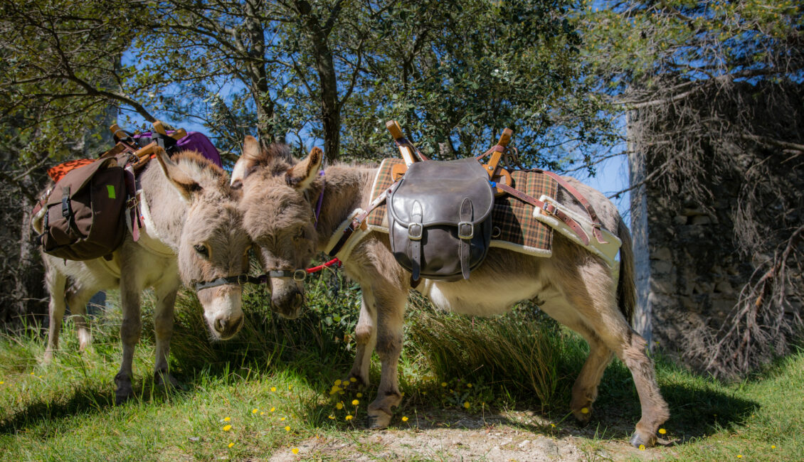 Balade avec les P'tits ânes : La transhumance autour de St Gabriel