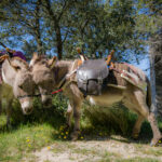 Balade avec les P'tits ânes : La transhumance autour de St Gabriel