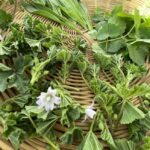 Balade et visite : Voyage aromatique au cœur des Alpilles