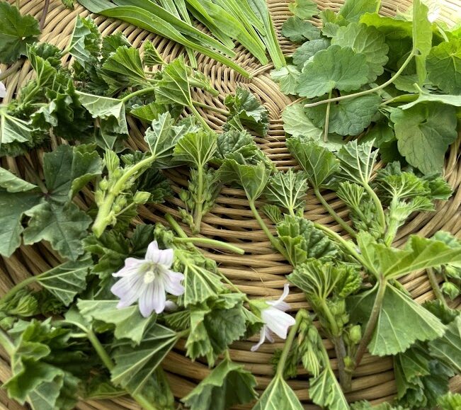 Balade et visite : Voyage aromatique au cœur des Alpilles