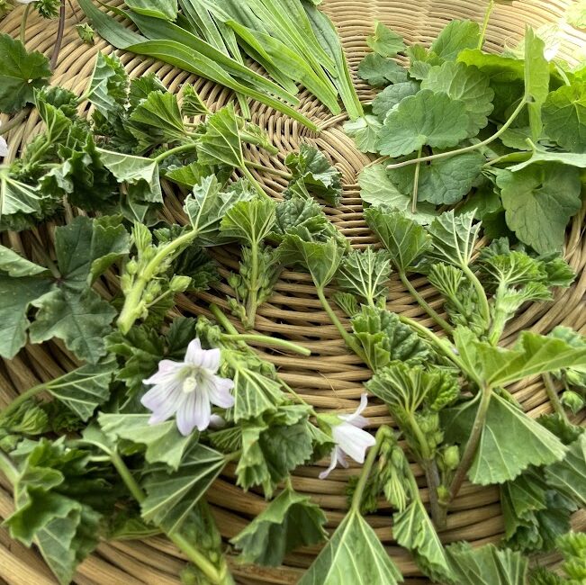 Balade et visite : Voyage aromatique au cœur des Alpilles