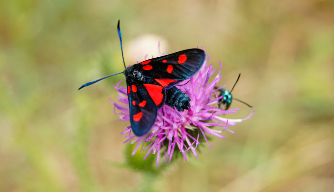 Conférence : Les insectes des Alpilles