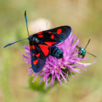 Conférence : Les insectes des Alpilles