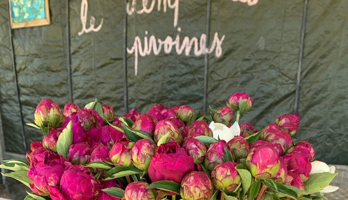 Visite guidée : Un champ de pivoines