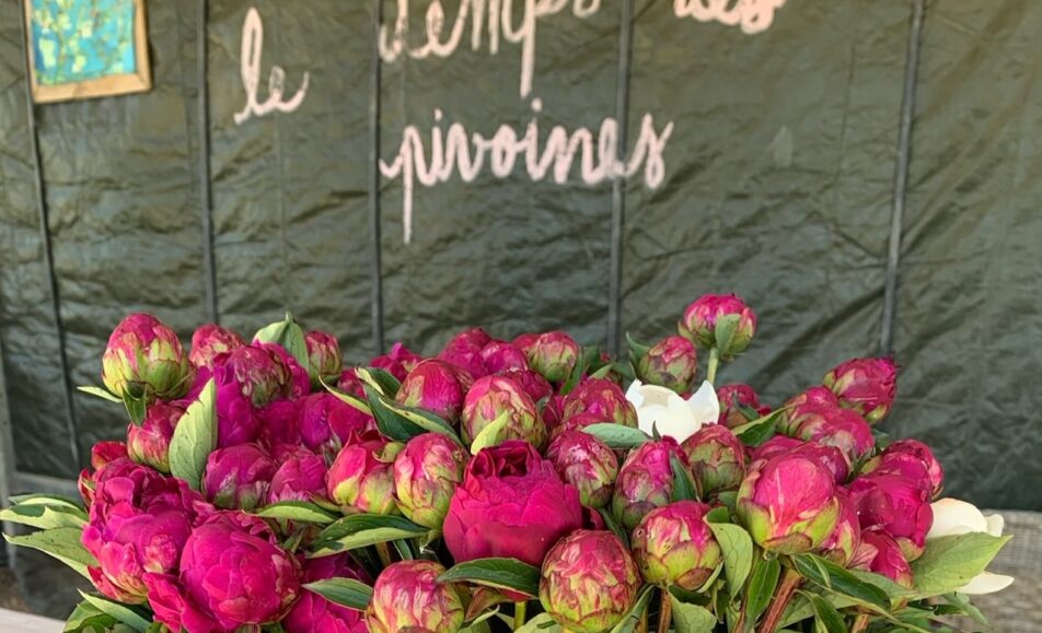 Visite guidée : Un champ de pivoines