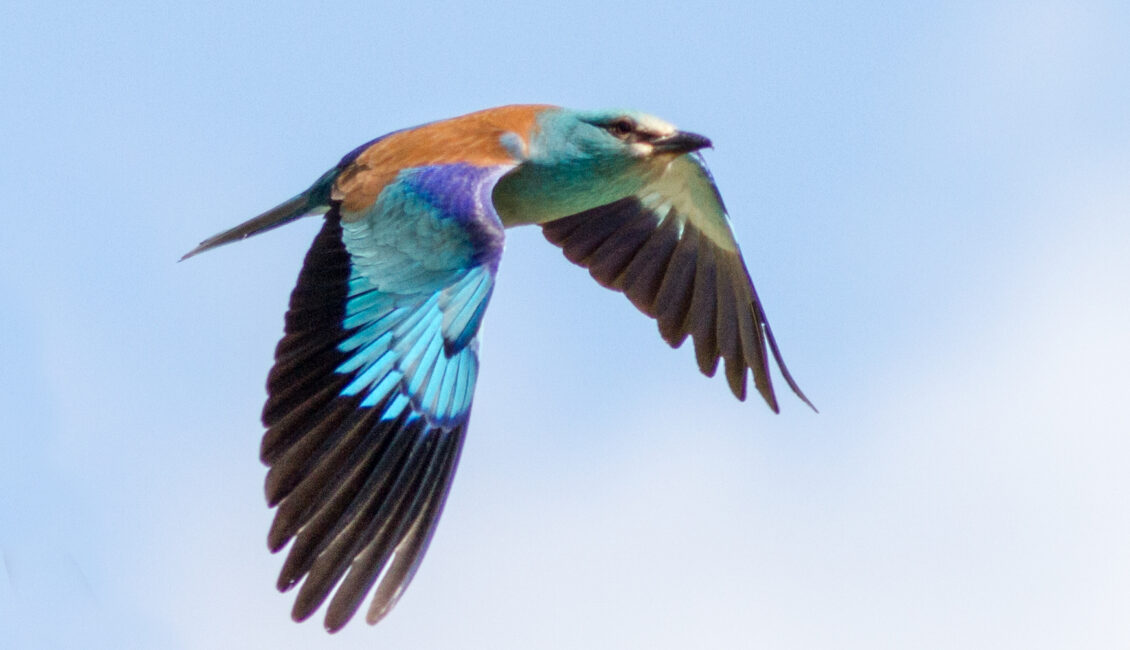 Sortie ornithologique : La danse de l'oiseau bleu