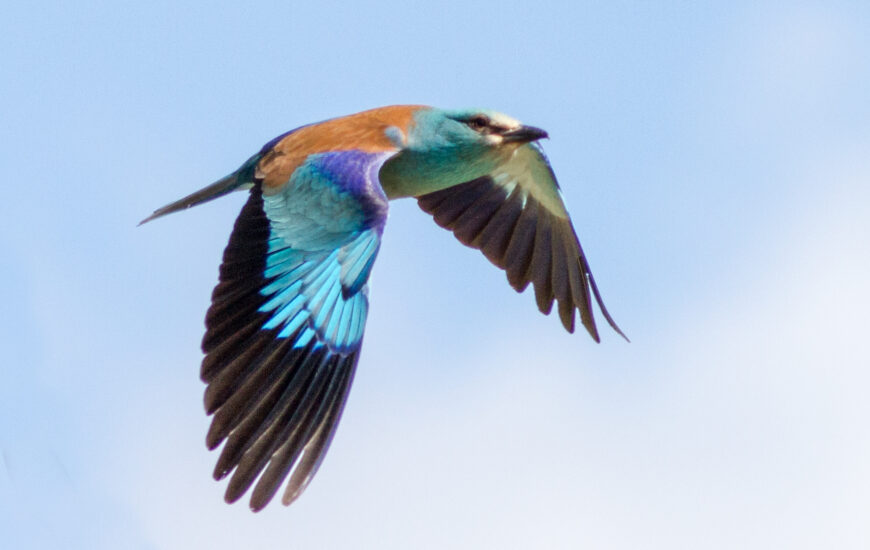 Sortie ornithologique : La danse de l'oiseau bleu