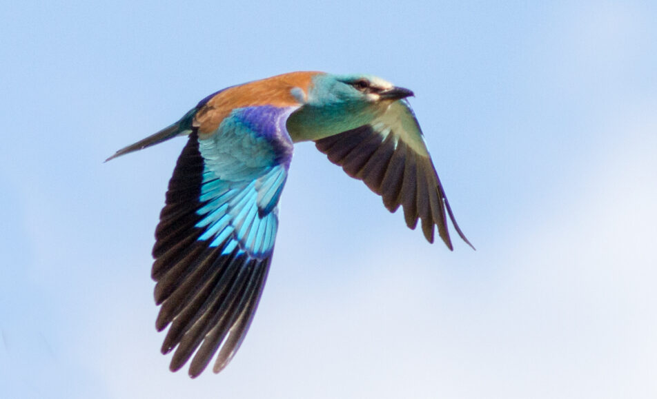 Sortie ornithologique : La danse de l'oiseau bleu