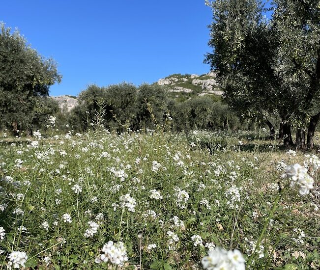 Balade et atelier : A la découverte des plantes de la garrigue