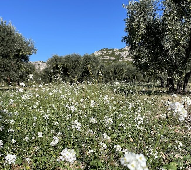 Balade et atelier : A la découverte des plantes de la garrigue