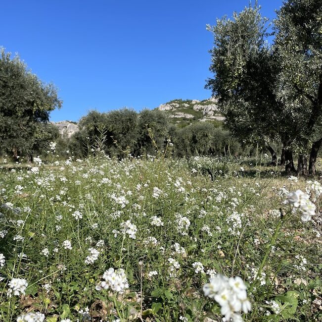 Balade et atelier : A la découverte des plantes de la garrigue