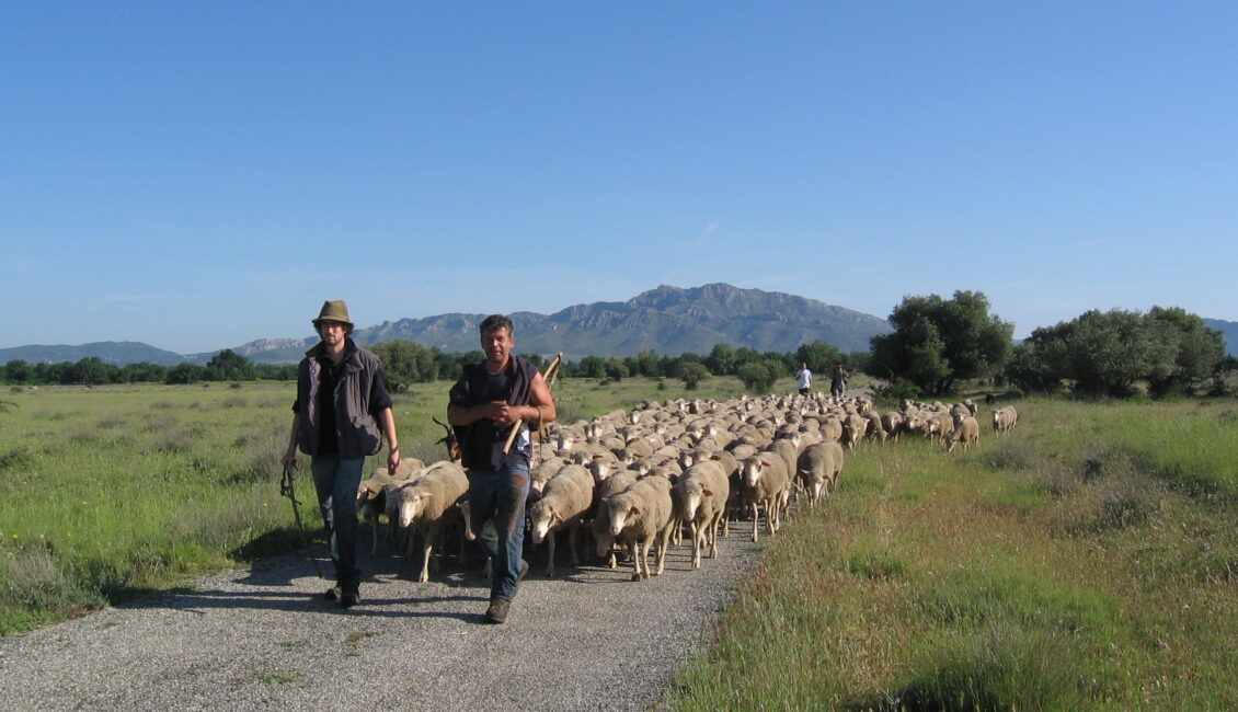 Fête de la transhumance