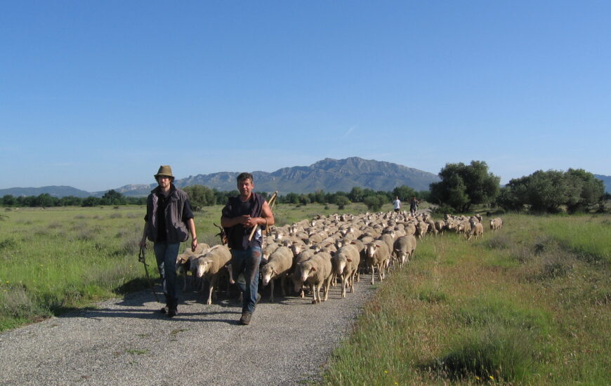 FĂȘte de la transhumance