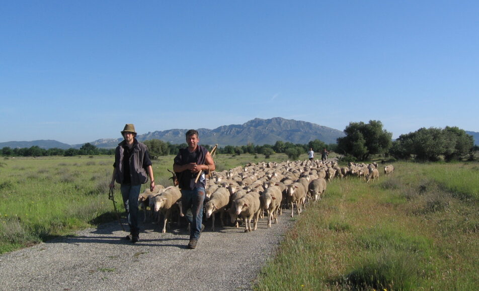 Fête de la transhumance