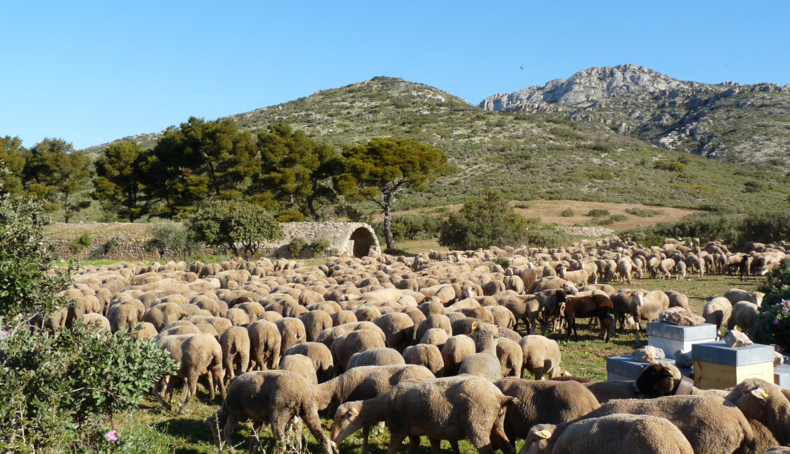 Balade en colline : Rencontre avec un éleveur