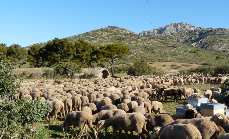 Balade en colline : Rencontre avec un éleveur