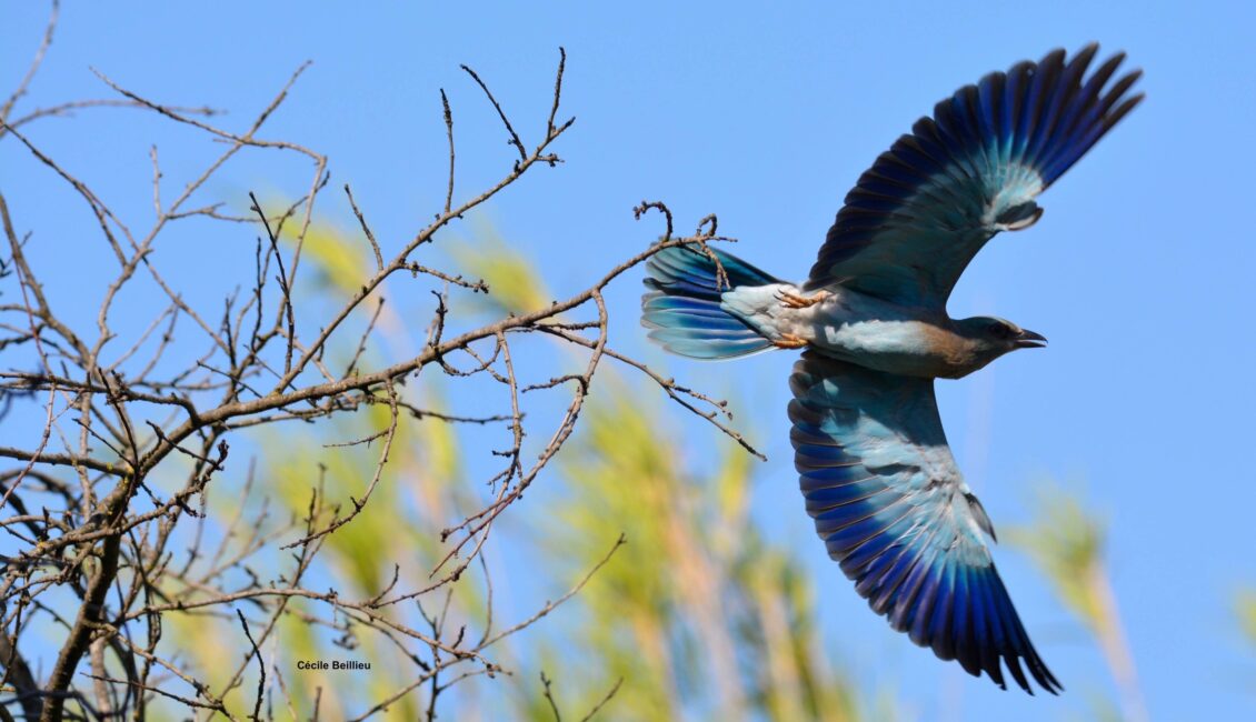 Balade ornithologique : Rolliers et autres oiseaux des A lpilles