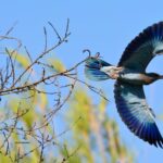 Balade ornithologique : Rolliers et autres oiseaux des A lpilles