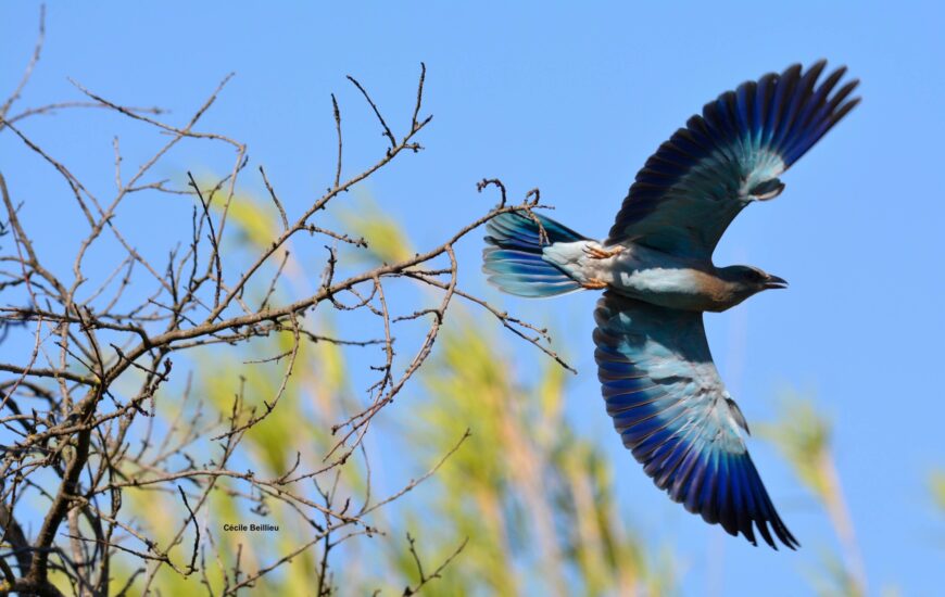 Balade ornithologique : Rolliers et autres oiseaux des A lpilles