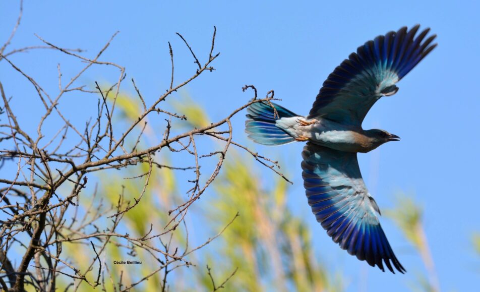Balade ornithologique : Rolliers et autres oiseaux des A lpilles